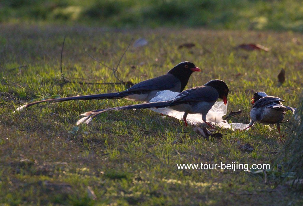 Red billed Blue Magpie in Hangzhou Changqiao Park