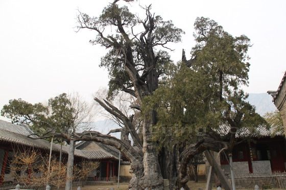 General Cypress