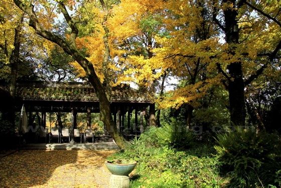 Ginkgo Trees at Solitary Island
