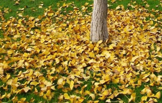 Ginkgo Trees at Zhaohui