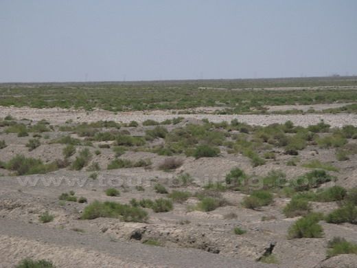Gobi