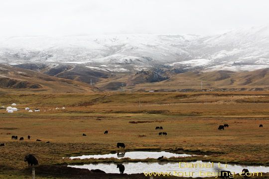 Grazing Yaks 