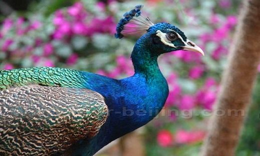 Hainan Tropical Wildlife Garden 