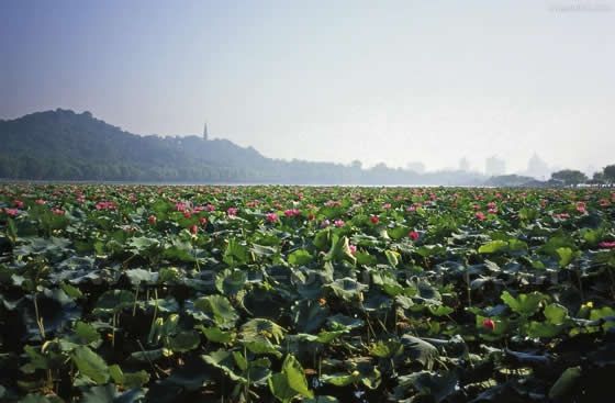 Hangzhou in Summer