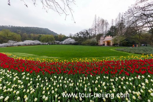 Best Time and Place to See Cherry & Tulip Flowers in Hangzhou