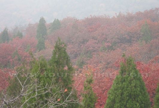It was foggy last Sunday. So the far away view was very hazy.