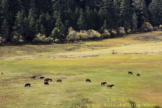 Militang Alpine Pasture