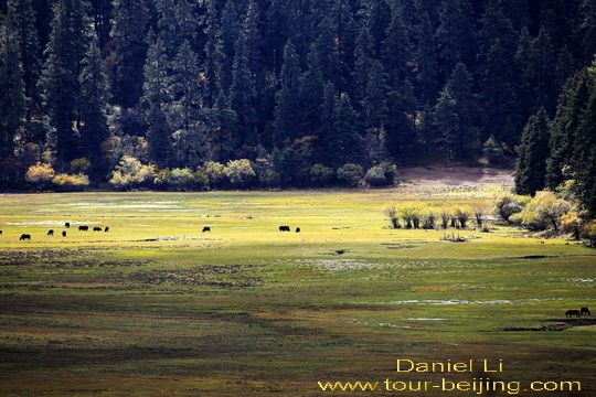 Miltang Pasture