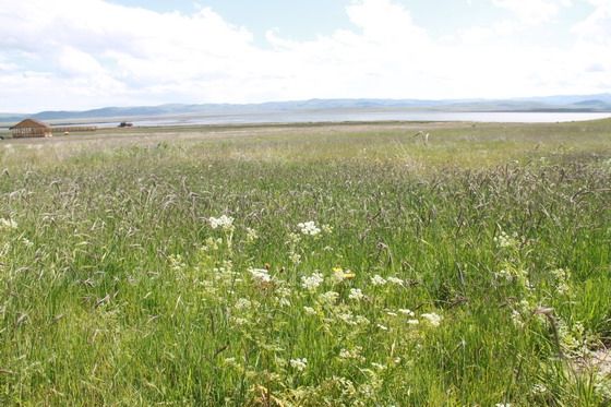 More wildflowers around the lake