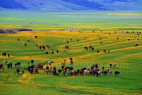 Mount Nan Pastures