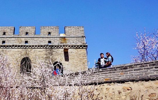 Apricot Blossoms at the Badaling Great Wall 