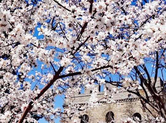 Apricot Blossoms at the Badaling Great Wall 
