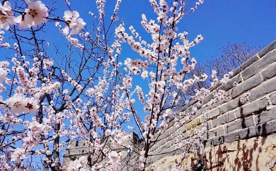 Apricot Blossoms at the Badaling Great Wall 