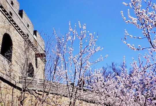 Apricot Blossoms at the Badaling Great Wall 