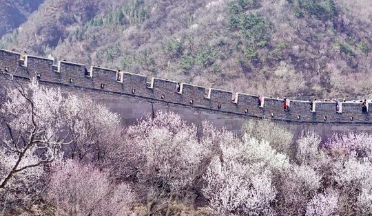 Apricot Blossoms at the Badaling Great Wall 