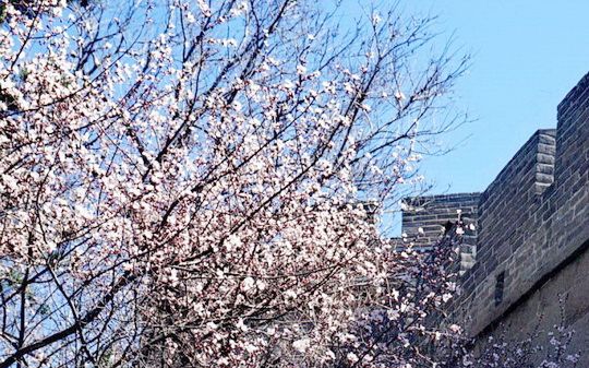 Apricot Blossoms at the Badaling Great Wall 