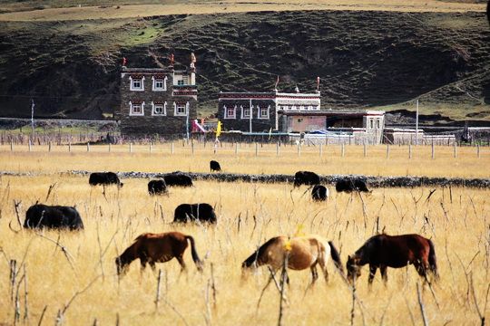 Muya Tibetan houses