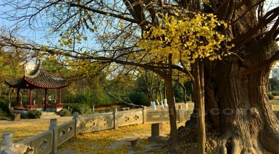 Old Ginkgo Trees at Jiading