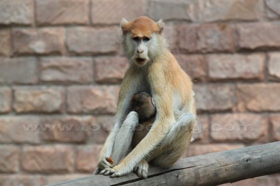 Patas Monkeys