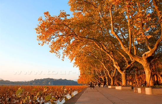 Plane Trees Flanking Beishan Raod