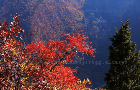 Best Places to See Autumn Leaves in Gansu