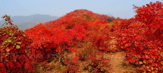 Red Leaves at  Fragrant Hill