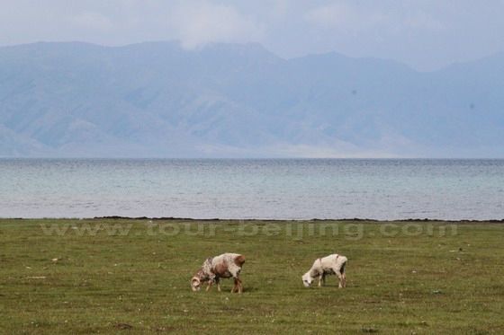 Sayram Lake (8)