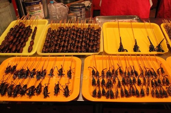 Scorpions and more insects on sticks