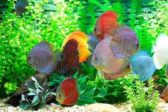 Shanghai Ocean Aquarium