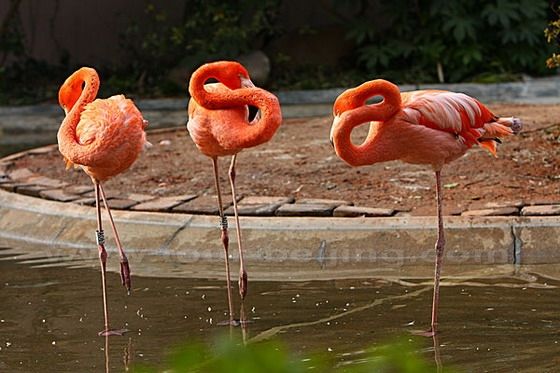 Shanghai Zoo 