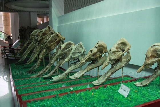 Shovel elephant fossils
