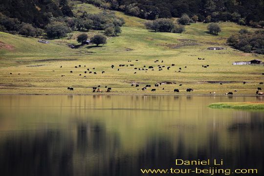 Tibetans are grazing their yaks, sheep and horses