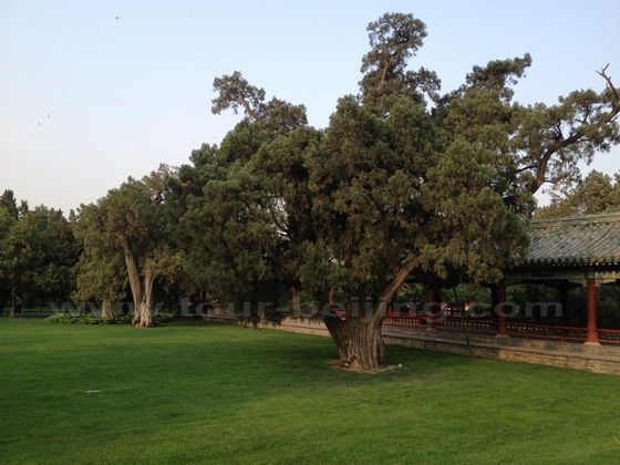 Some of the cypresses are more than 600 years