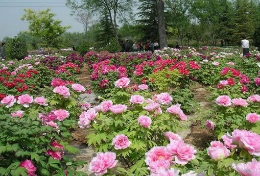 The National Peony Garden