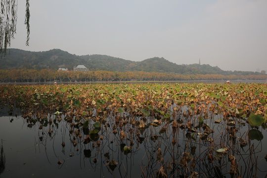 The autumn view of the Inner West Lake and Bai Causeway.