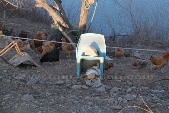 The cute dog and chickens live peacefully here at the foot of Panjiakou Great Wall