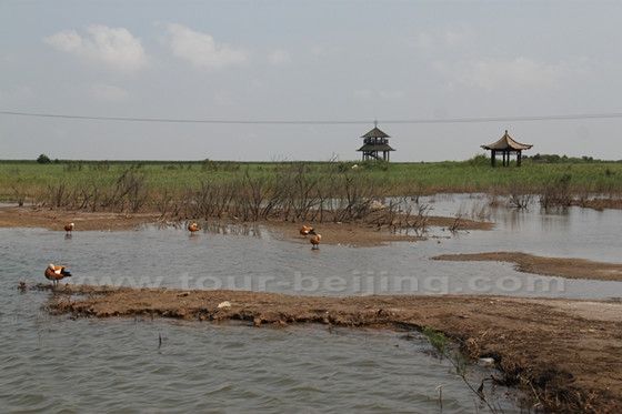 The Yellow River Delta Wetland