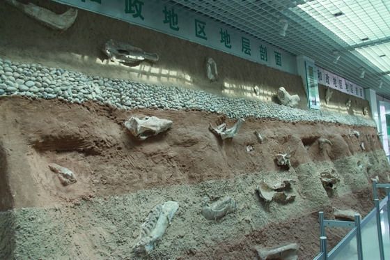 The hyaena fossils