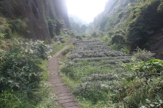 The ravine was rich with vegetation and tea trees.