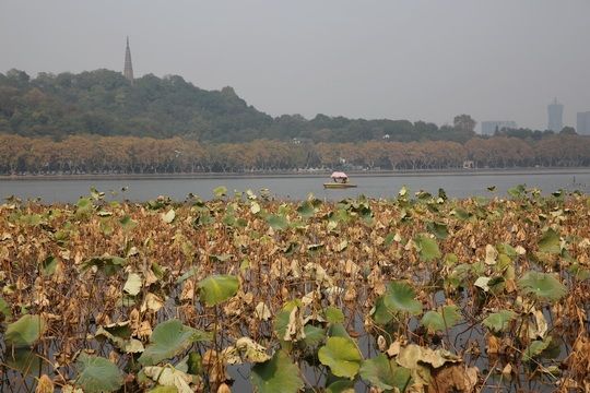 The withered yellow lotuses on the Inner West Lake