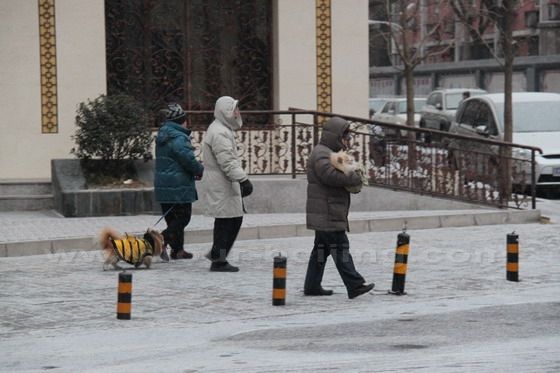 This cold and snowing weather doesn't frighten early risers for morning stroll with with their pets.