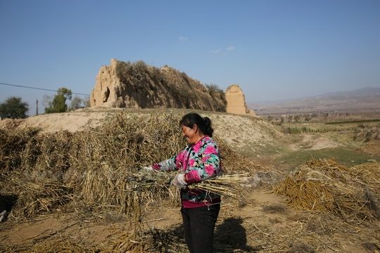 Threshing millet  