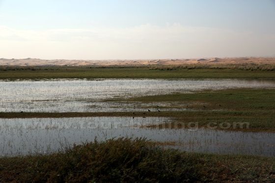 Tonghu Grassland