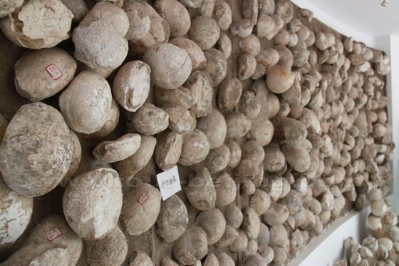 Turtle fossils