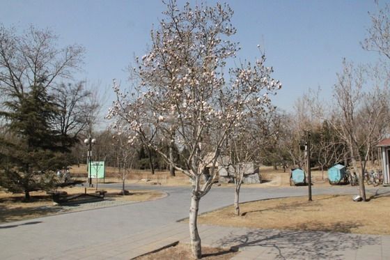 Two lonely blooming Yulan Magnolia trees