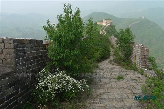 Wangquanmen is green and colorful 1
