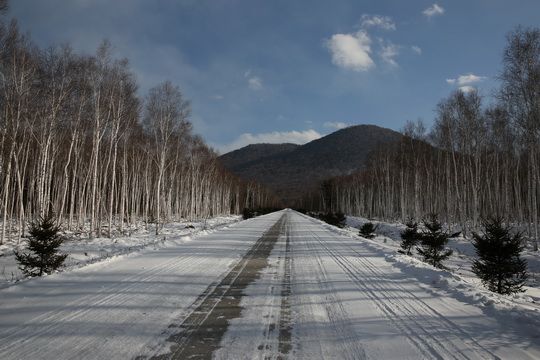 We are driving though a forest of birch trees.