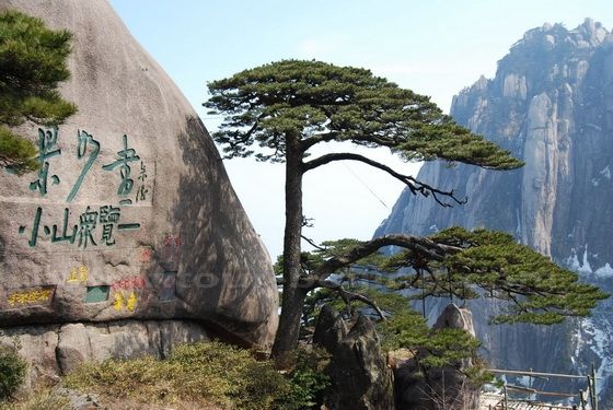 Welcome Pine (Ying Ke Song)
