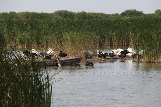 White and black swans at the Yellow River Wetland Park