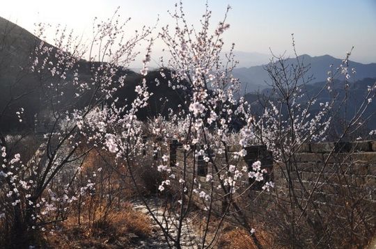 Wild Blooming Peach trees overgrown on the Wall